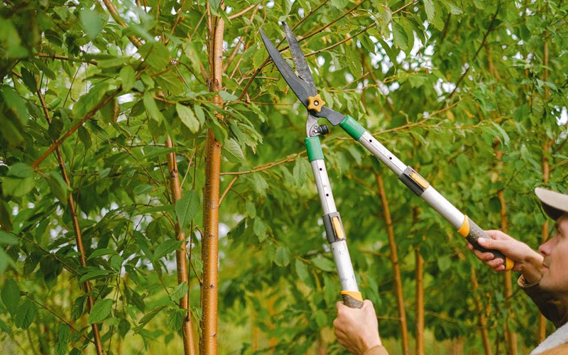 Tree trimming in Mermentau, LA